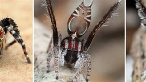 A­v­u­s­t­r­a­l­y­a­­d­a­ ­p­i­r­i­n­ç­ ­t­a­n­e­s­i­ ­b­ü­y­ü­k­l­ü­ğ­ü­n­d­e­ ­ö­r­ü­m­c­e­k­ ­k­e­ş­f­e­d­i­l­d­i­